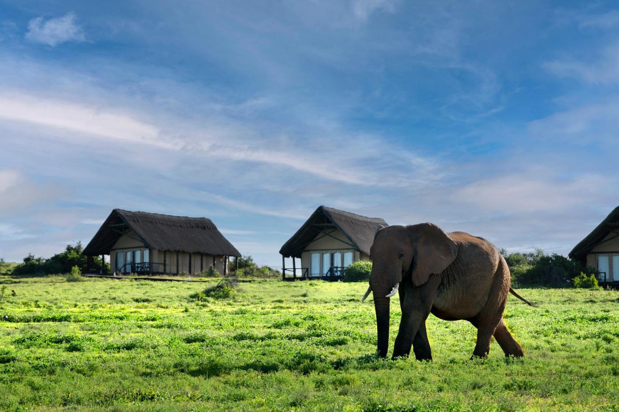 Gorah Elephant Camp Аддо Экстерьер фото