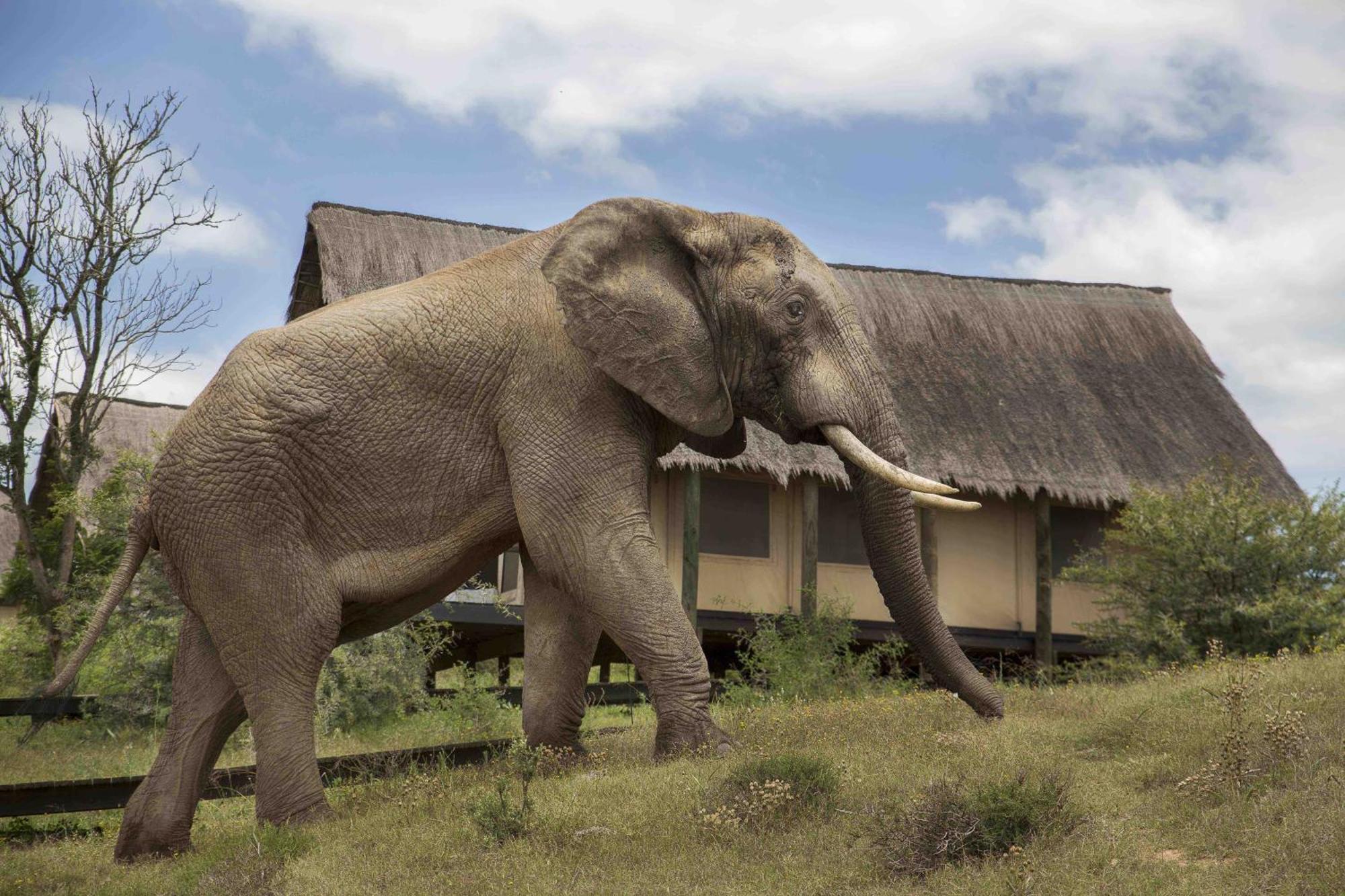 Gorah Elephant Camp Аддо Экстерьер фото