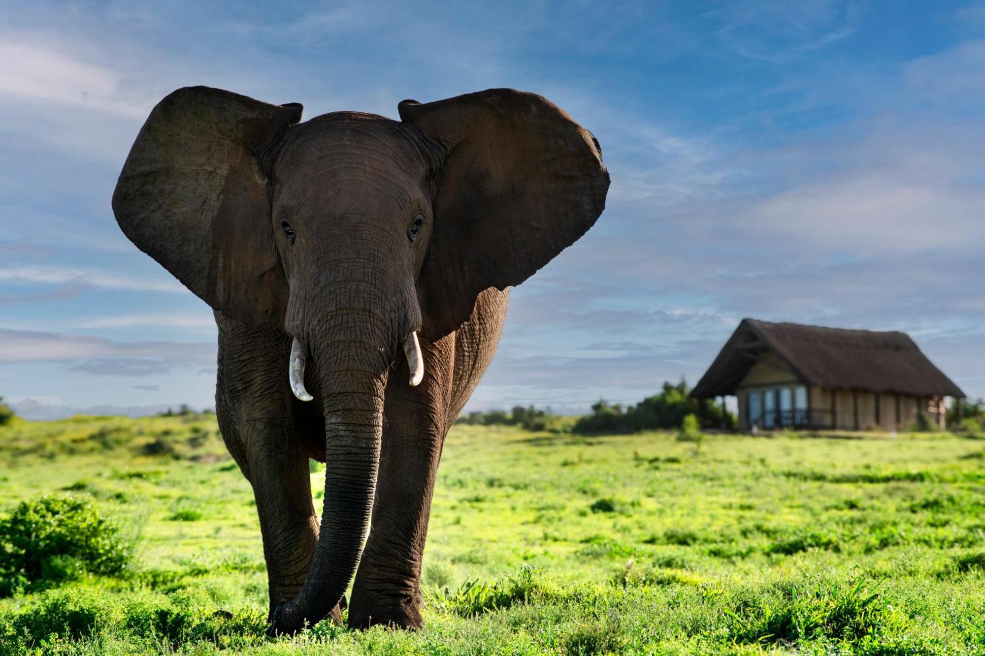 Gorah Elephant Camp Аддо Экстерьер фото
