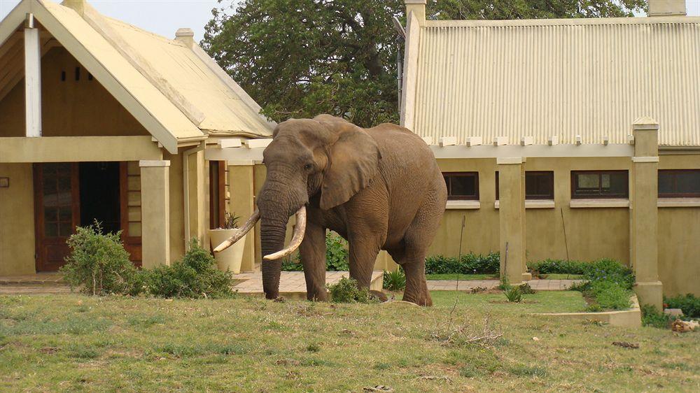 Gorah Elephant Camp Аддо Экстерьер фото