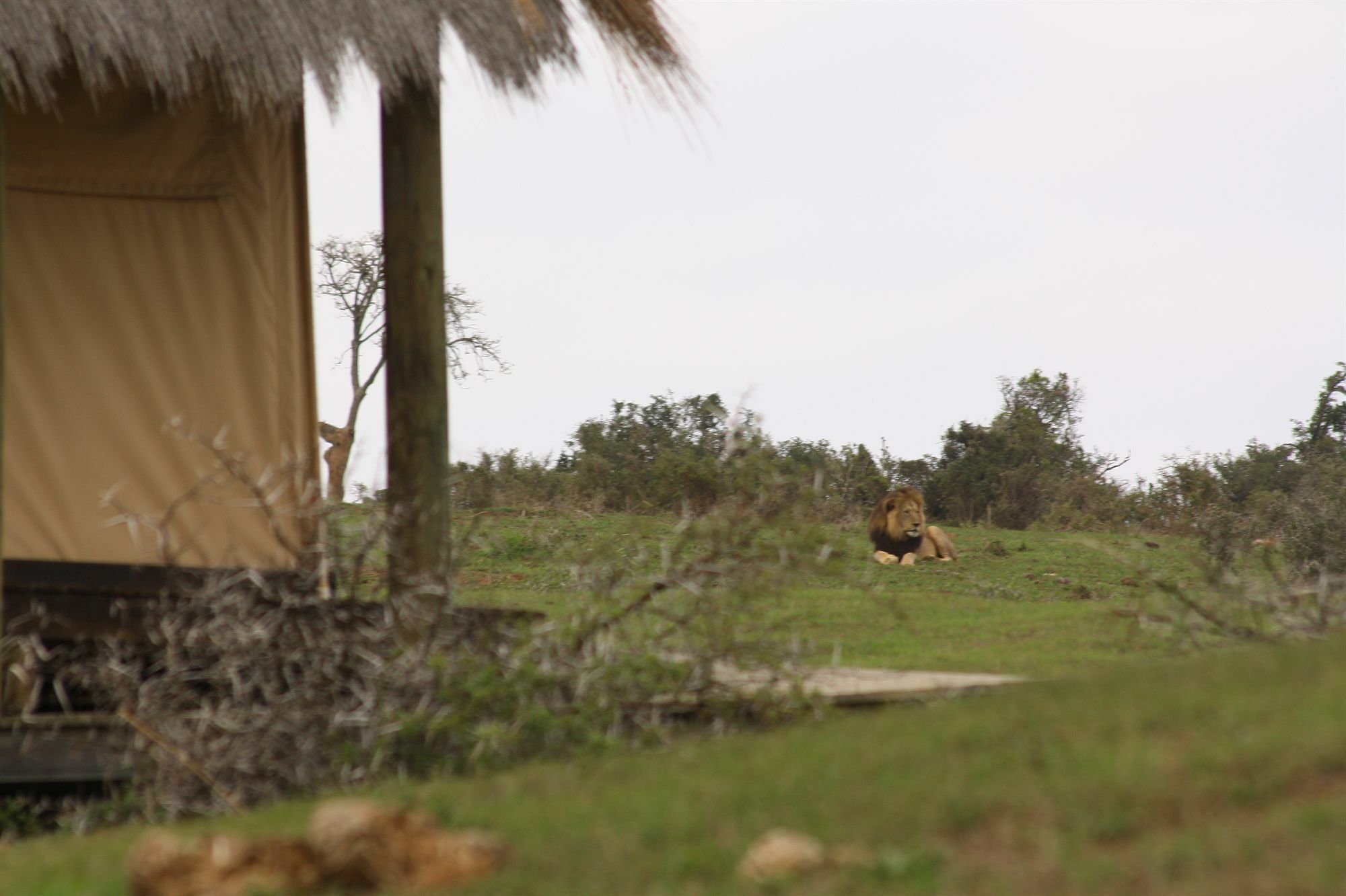 Gorah Elephant Camp Аддо Экстерьер фото