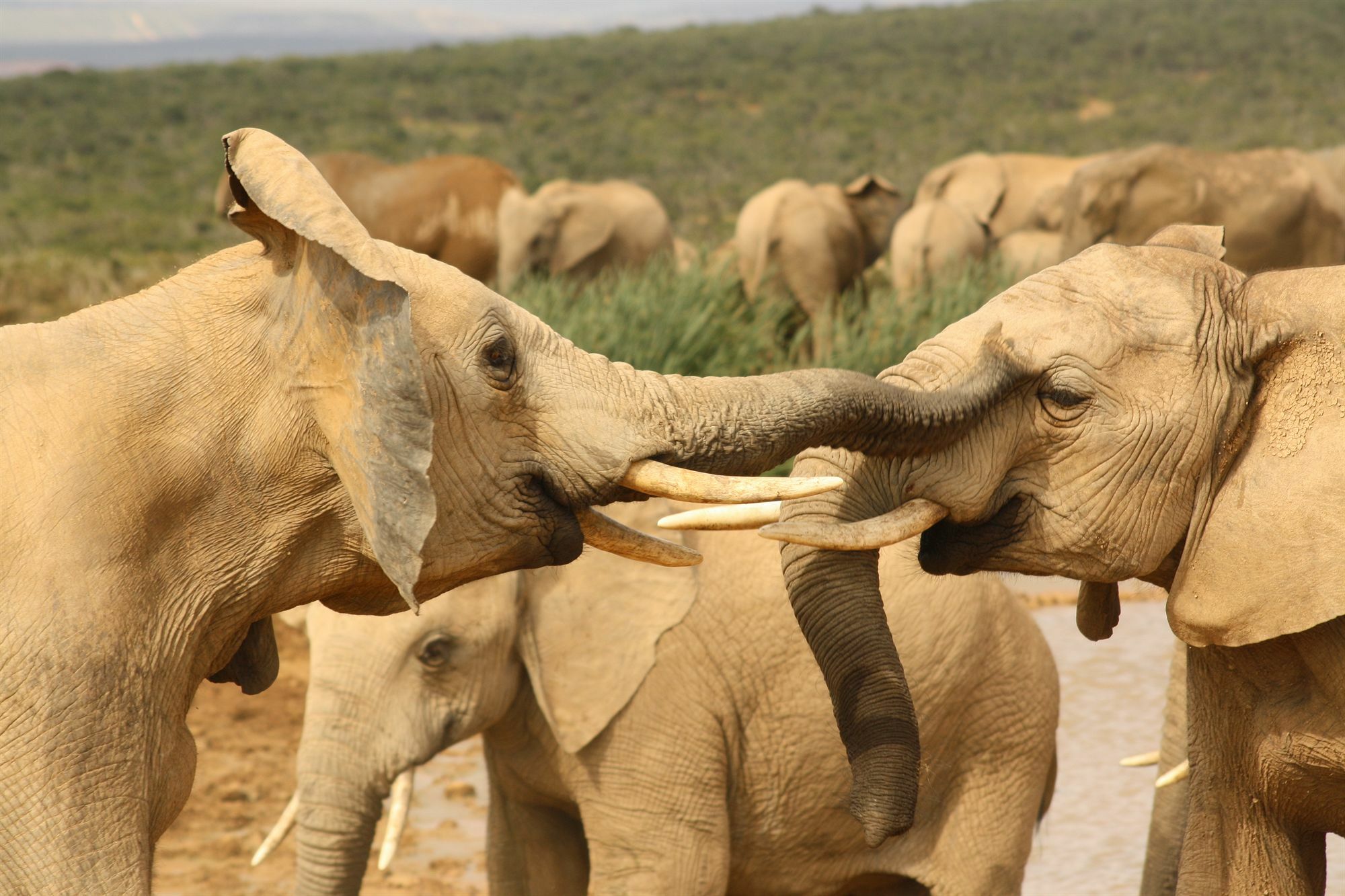 Gorah Elephant Camp Аддо Экстерьер фото
