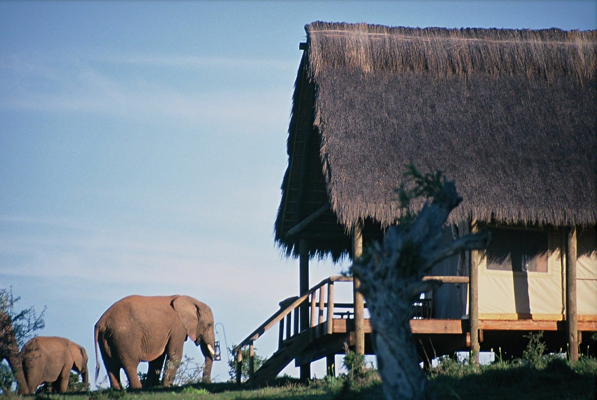 Gorah Elephant Camp Аддо Экстерьер фото