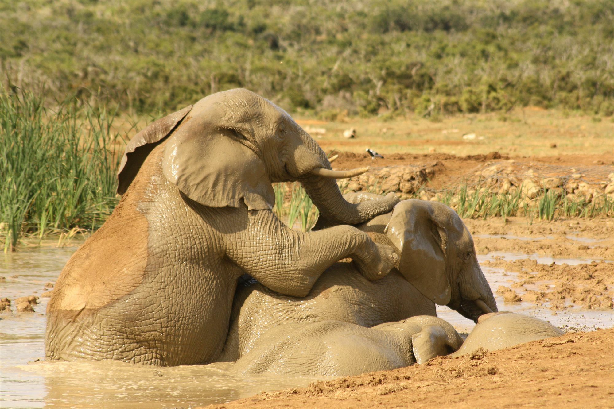 Gorah Elephant Camp Аддо Экстерьер фото