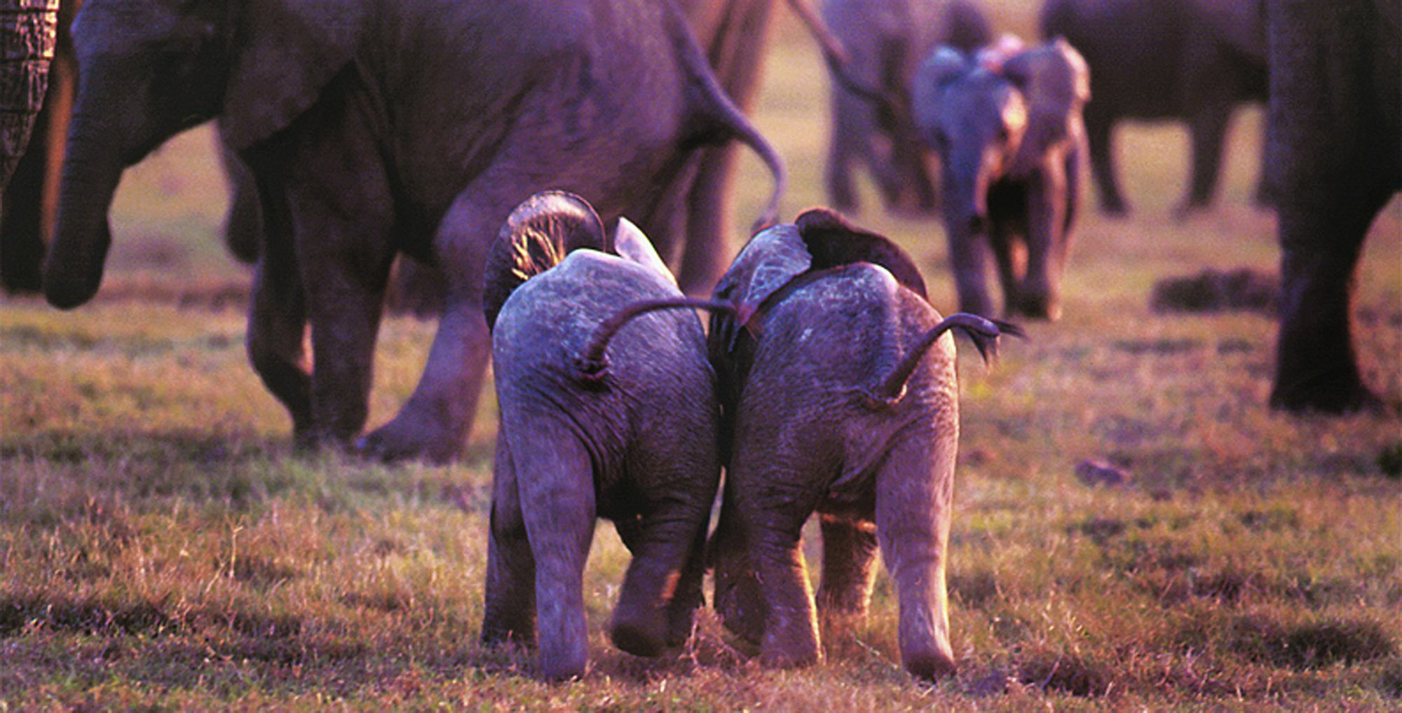 Gorah Elephant Camp Аддо Экстерьер фото